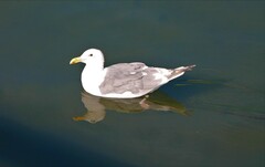 Larus glaucescens