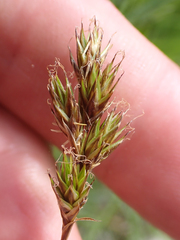 Carex petasata