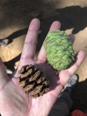 Sequoiadendron giganteum