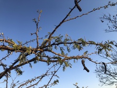 Vachellia nilotica subsp. kraussiana image