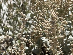 Atriplex obovata