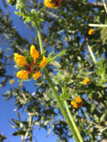 Loasa tricolor (Loasa tricolor)
