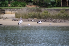 Threskiornis molucca