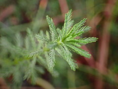 Myriophyllum aquaticum