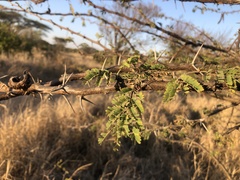 Vachellia nilotica subsp. kraussiana image