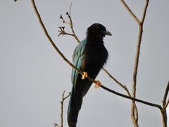 Cyanocorax yucatanicus