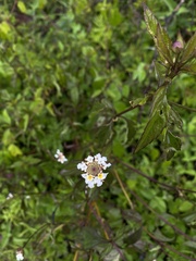 Lantana achyranthifolia