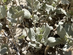 Atriplex obovata