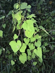 Ipomoea lacunosa