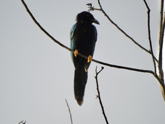 Cyanocorax yucatanicus