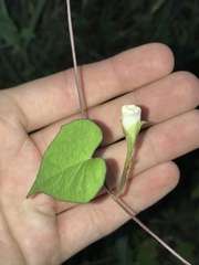 Ipomoea lacunosa