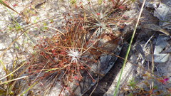 Drosera