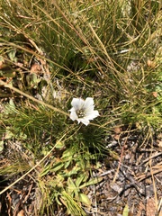 Gentiana newberryi tiogana