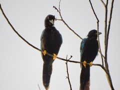 Cyanocorax yucatanicus