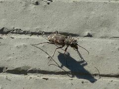 Cicindela repanda