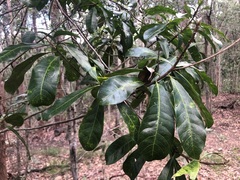 Planchonella pohlmaniana