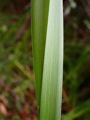 Sparganium eurycarpum