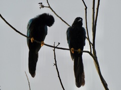 Cyanocorax yucatanicus