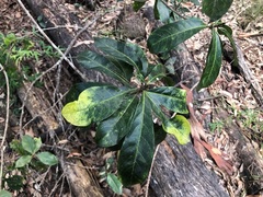 Planchonella pohlmaniana