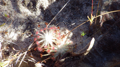 Drosera