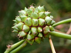 Sparganium eurycarpum