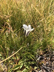 Gentiana newberryi tiogana