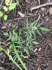 Cymopterus lemmonii