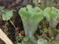 Marchantia polymorpha montivagans