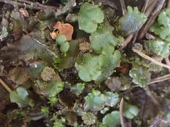 Marchantia polymorpha montivagans
