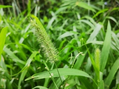 Setaria parviflora