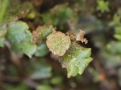 Marchantia polymorpha montivagans