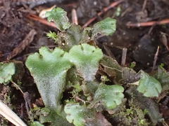 Marchantia polymorpha montivagans