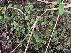 Marchantia polymorpha montivagans