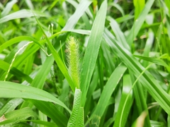 Setaria parviflora