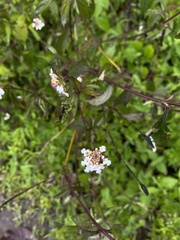 Lantana achyranthifolia