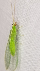 Chrysopodes collaris