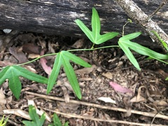 Passiflora pallida
