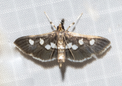 Desmia funeralis