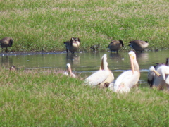 Branta canadensis