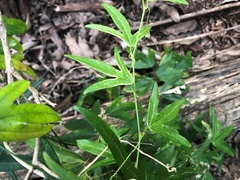 Passiflora pallida