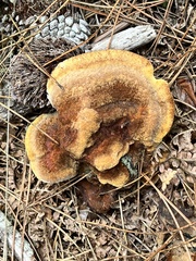 Hydnellum aurantiacum