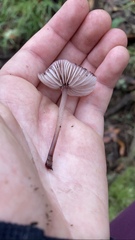 Mycena purpureofusca