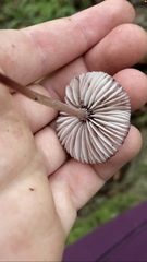 Mycena purpureofusca