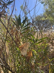 Baccharis salicifolia