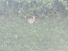 Sylvilagus floridanus