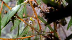 Eucalypteae