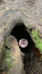Mycena purpureofusca