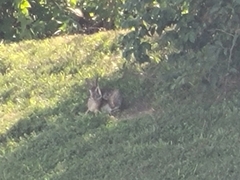 Sylvilagus floridanus