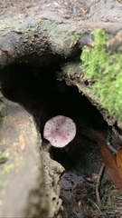Mycena purpureofusca