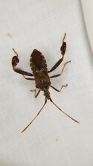 Leptoglossus corculus